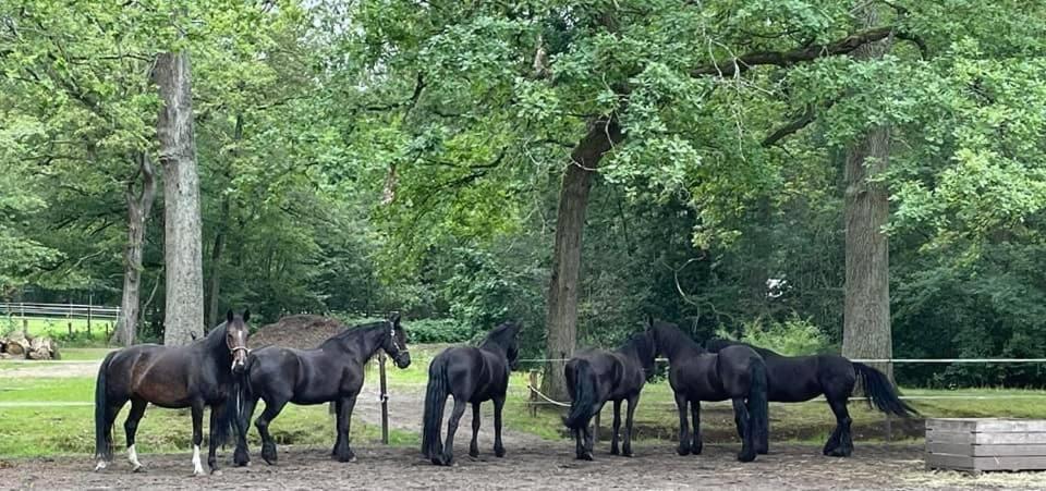 De Swaenhoeve Zoersel Eksteriør billede